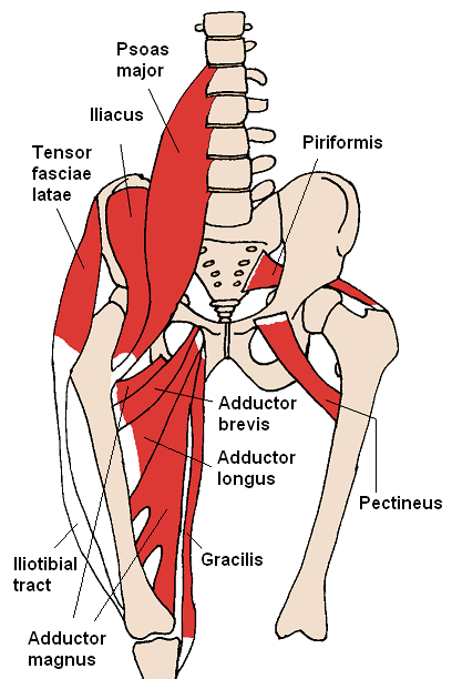 adductor longus